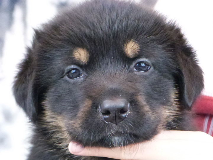 chinook puppy